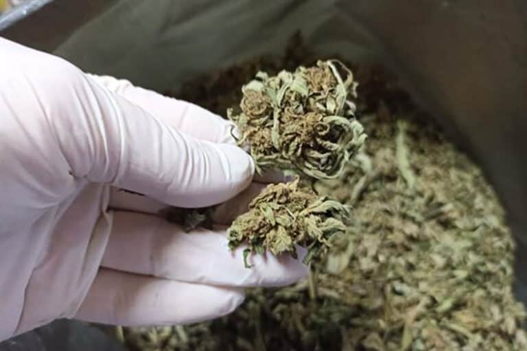 Близо 30 грама марихуана са открити в дома на 43-годишен пловдивчанин