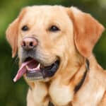 До 31 март собствениците на кучета трябва да заплатят такса за притежание