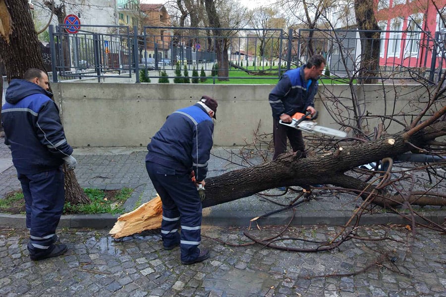 Паднали дървета заради силна буря в Пловдив