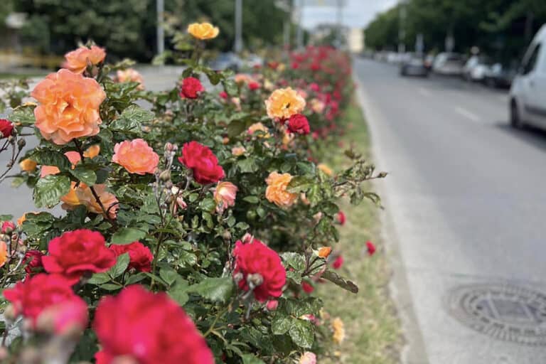 Цветя в Пловдив