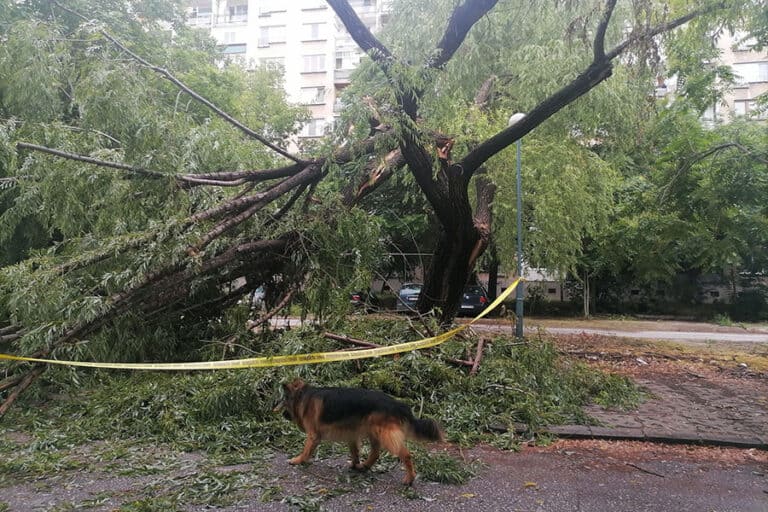 Огромна върба е паднала по време на снощната буря в Пловдив