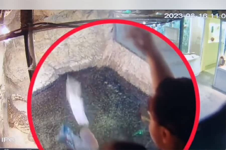 Камера засне посетители на Природонаучния музей да хвърлят мокри кърпички на крокодила