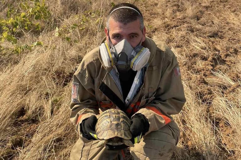 Пожарникарят от Пловдив Иван Тотев спаси диви животни в пожар