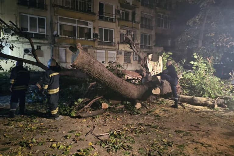 Разпадащо се дърво нанесе щети на 10 автомобила в район Централен на Пловдив