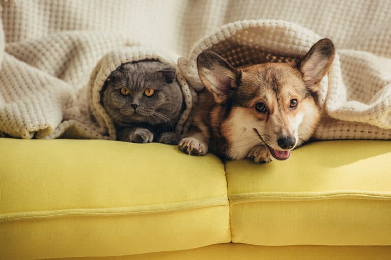 Домашни любимци - куче и котка