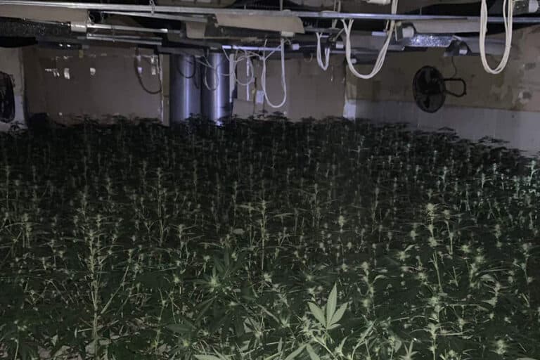 Над 850 канабисови растения и почти 2 килограма марихуана са иззети при спецакция