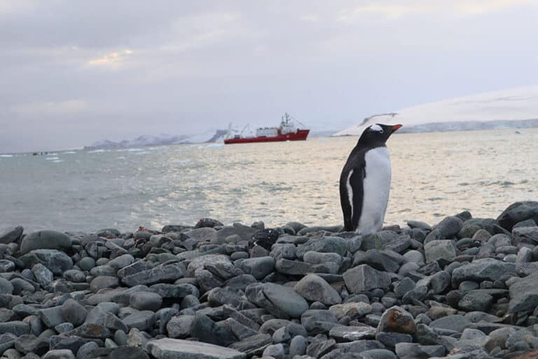 Природонаучният музей в Пловдив кани на вълнуващо фото пътешествие до Антарктида