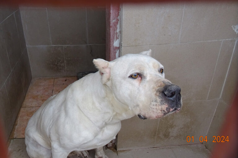 Намерено е безстопанствено куче от породата Дого аржентино, издирват собственика