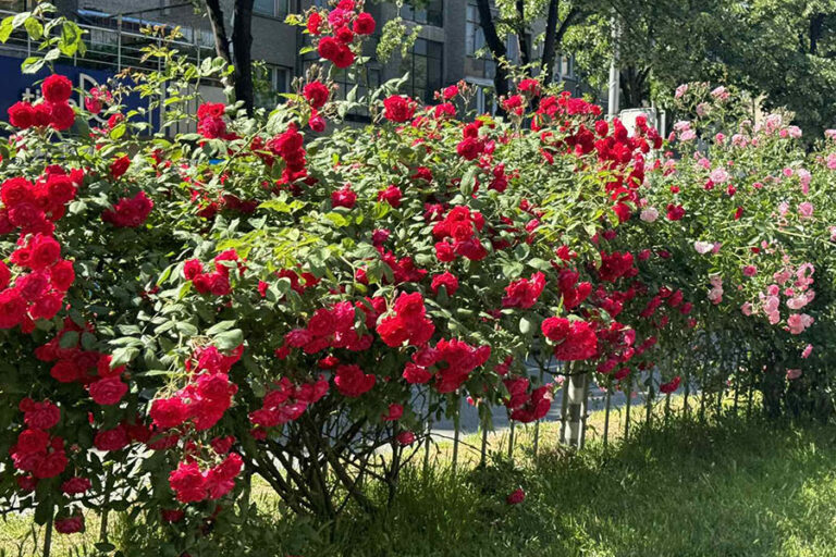 Хиляди рози разцъфтяха по булевардите в Пловдив, кошници и саксии с цветя украсяват града