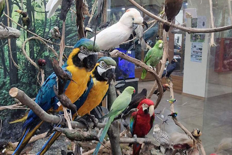 Регионалният природонаучен музей представи нова колекцията от редки и екзотични птици